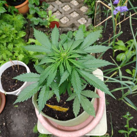 Auto Blueberry Dutch Passion  growlog timeline photo