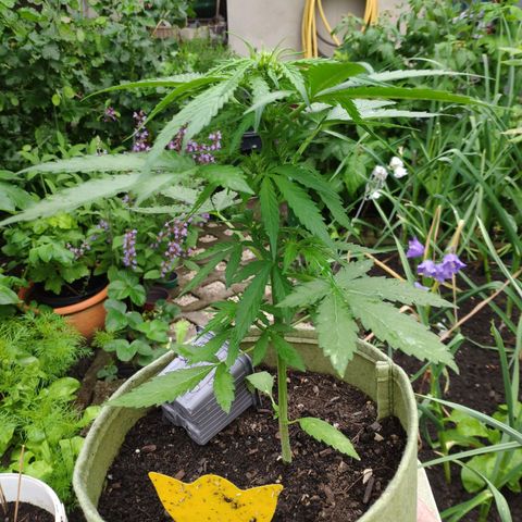 Auto Blueberry Dutch Passion  growlog timeline photo