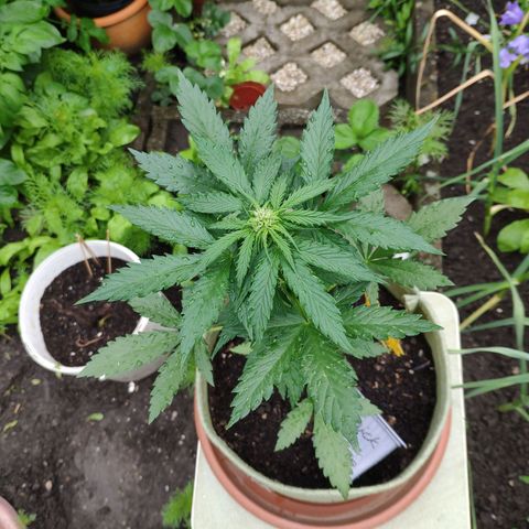 Quick One Royal Queen Seeds growlog timeline photo
