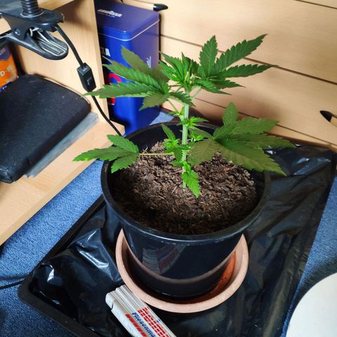 Purple Cookie Kush Sensi Seeds  growlog timeline photo
