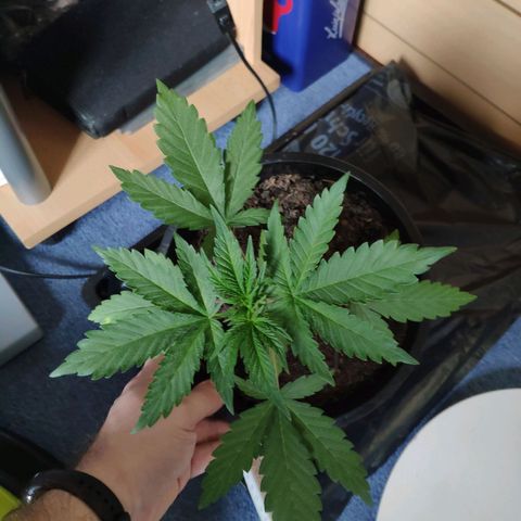 Purple Cookie Kush Sensi Seeds  growlog timeline photo