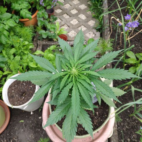 Auto Blueberry Dutch Passion  growlog timeline photo