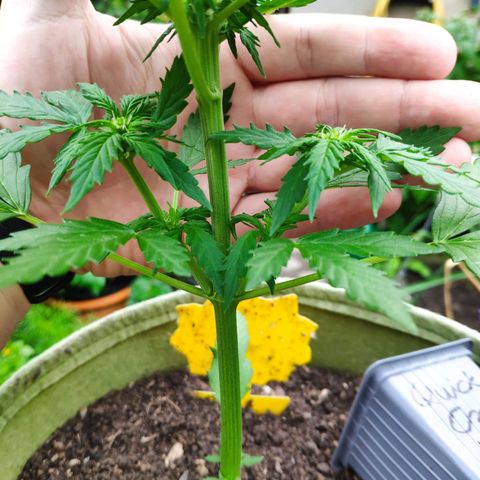 Quick One Royal Queen Seeds growlog timeline photo