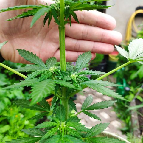 Quick One Royal Queen Seeds growlog timeline photo
