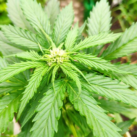 Quick One Royal Queen Seeds growlog timeline photo