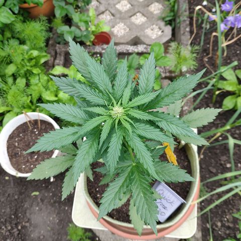 Quick One Royal Queen Seeds growlog timeline photo