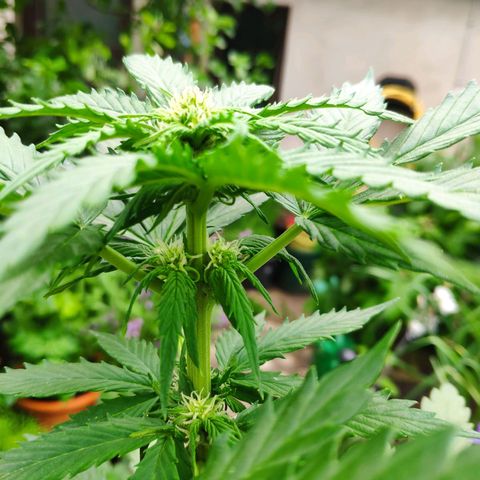 Quick One Royal Queen Seeds growlog timeline photo