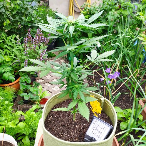 Quick One Royal Queen Seeds growlog timeline photo