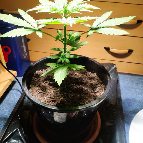 Purple Cookie Kush Sensi Seeds  growlog timeline photo