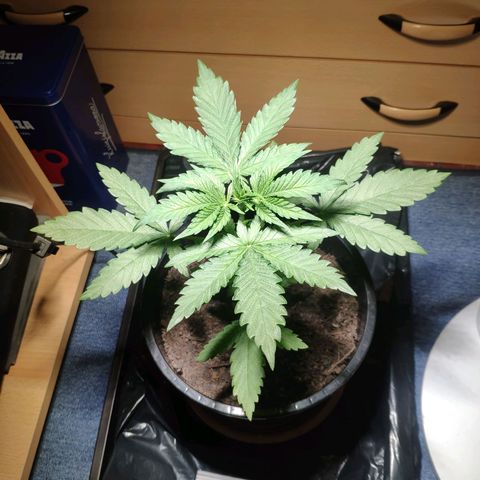 Purple Cookie Kush Sensi Seeds  growlog timeline photo