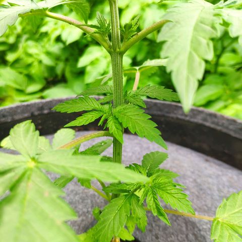 Purple Cookie Kush Sensi Seeds  growlog timeline photo