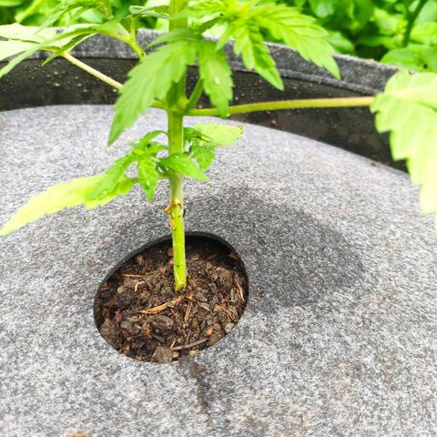 Purple Cookie Kush Sensi Seeds  growlog timeline photo