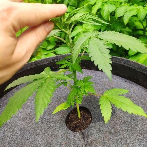 Purple Cookie Kush Sensi Seeds  growlog timeline photo