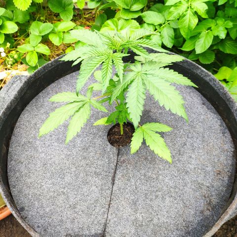 Purple Cookie Kush Sensi Seeds  growlog timeline photo