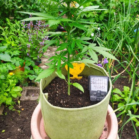 Auto Blueberry Dutch Passion  growlog timeline photo