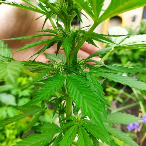 Auto Blueberry Dutch Passion  growlog timeline photo