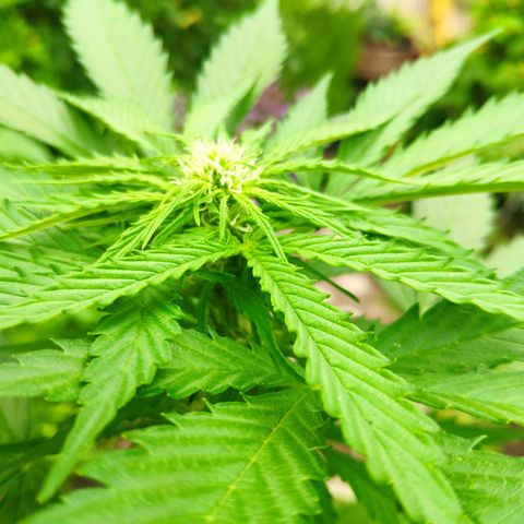 Auto Blueberry Dutch Passion  growlog timeline photo