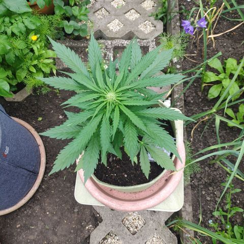Auto Blueberry Dutch Passion  growlog timeline photo