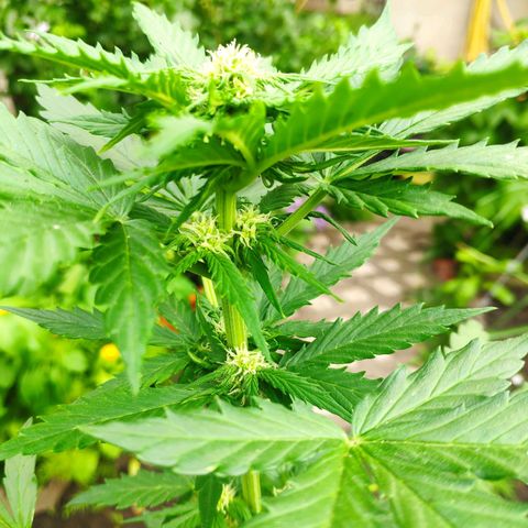Quick One Royal Queen Seeds growlog timeline photo