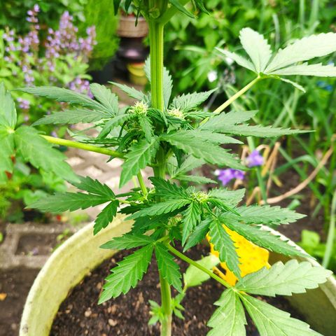 Quick One Royal Queen Seeds growlog timeline photo