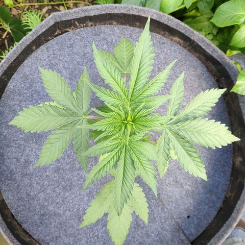 Purple Cookie Kush Sensi Seeds  growlog timeline photo