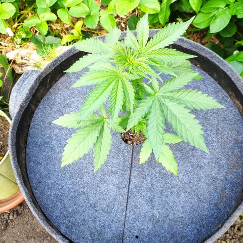 Purple Cookie Kush Sensi Seeds  growlog timeline photo