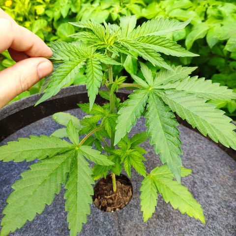 Purple Cookie Kush Sensi Seeds  growlog timeline photo