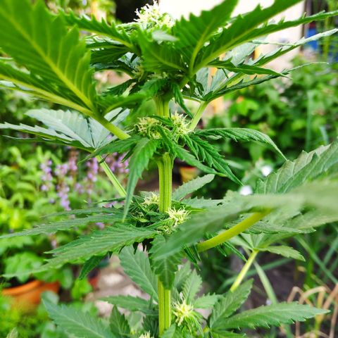 Quick One Royal Queen Seeds growlog timeline photo