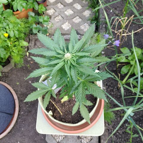 Quick One Royal Queen Seeds growlog timeline photo