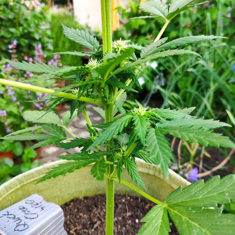 Quick One Royal Queen Seeds growlog timeline photo