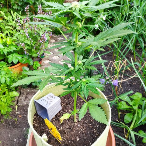 Quick One Royal Queen Seeds growlog timeline photo