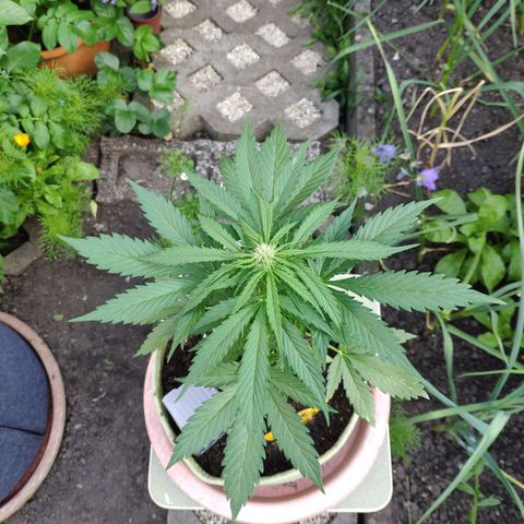 Auto Blueberry Dutch Passion  growlog timeline photo