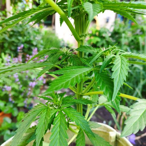 Auto Blueberry Dutch Passion  growlog timeline photo