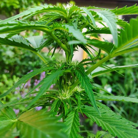 Auto Blueberry Dutch Passion  growlog timeline photo