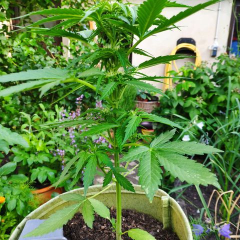 Auto Blueberry Dutch Passion  growlog timeline photo