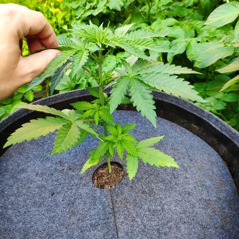 Purple Cookie Kush Sensi Seeds  growlog timeline photo