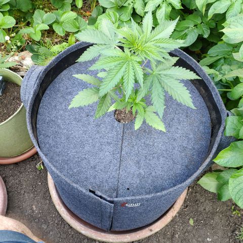 Purple Cookie Kush Sensi Seeds  growlog timeline photo