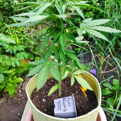 Auto Blueberry Dutch Passion  growlog timeline photo