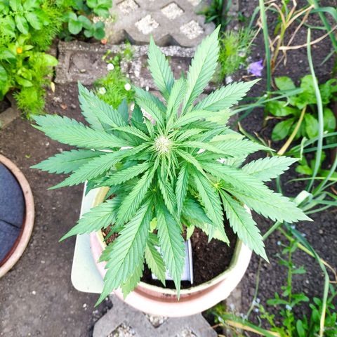 Auto Blueberry Dutch Passion  growlog timeline photo