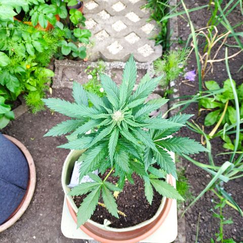 Quick One Royal Queen Seeds growlog timeline photo