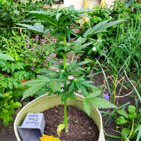 Quick One Royal Queen Seeds growlog timeline photo