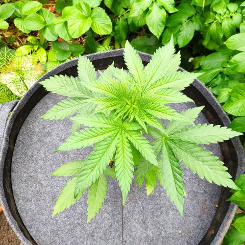 Purple Cookie Kush Sensi Seeds  growlog timeline photo