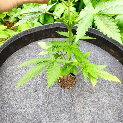 Purple Cookie Kush Sensi Seeds  growlog timeline photo