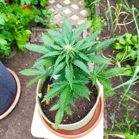 Quick One Royal Queen Seeds growlog timeline photo
