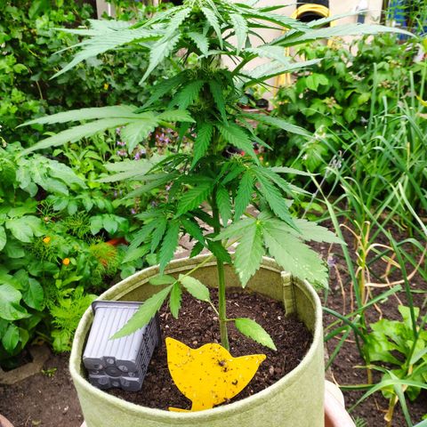Auto Blueberry Dutch Passion  growlog timeline photo