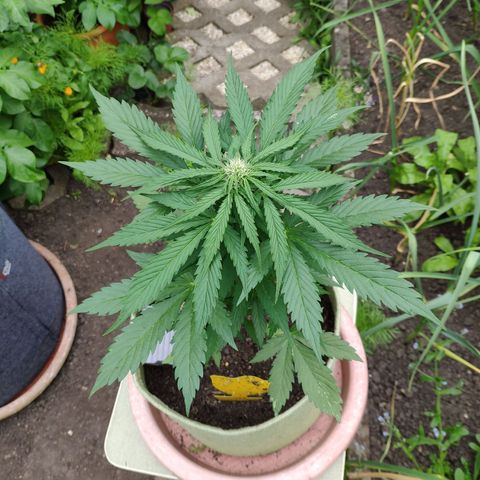 Auto Blueberry Dutch Passion  growlog timeline photo