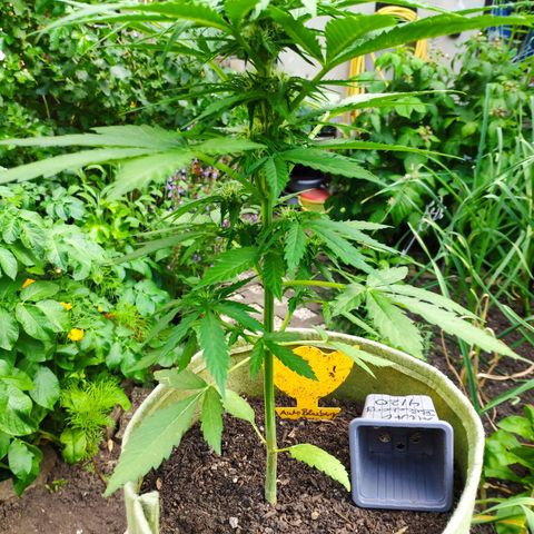 Auto Blueberry Dutch Passion  growlog timeline photo