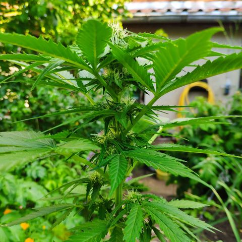 Auto Blueberry Dutch Passion  growlog timeline photo