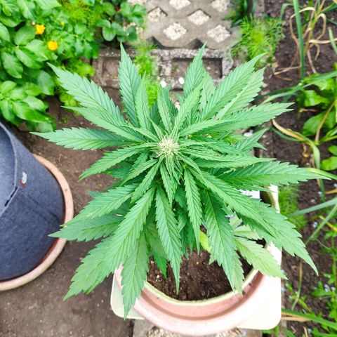 Auto Blueberry Dutch Passion  growlog timeline photo