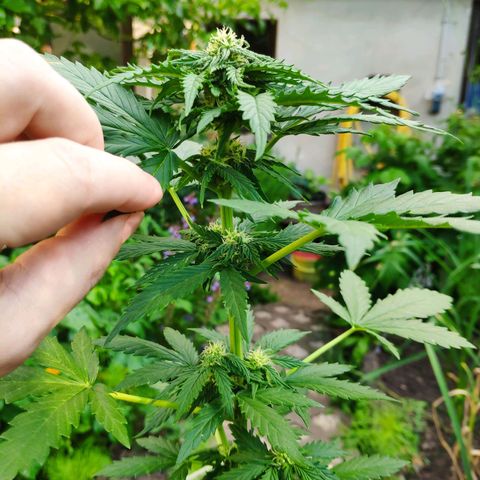 Quick One Royal Queen Seeds growlog timeline photo